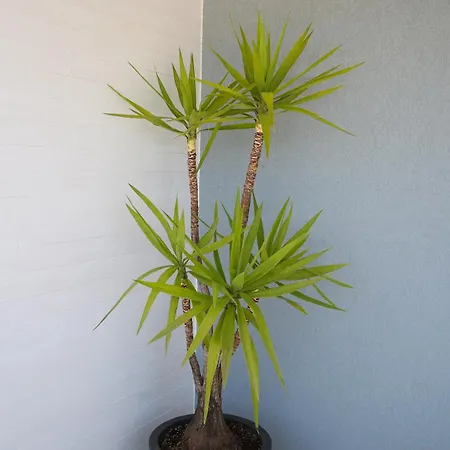 Queen Apartmets * Wlora